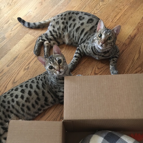 Meet your Posher, Bridget - Picture 2 of 4